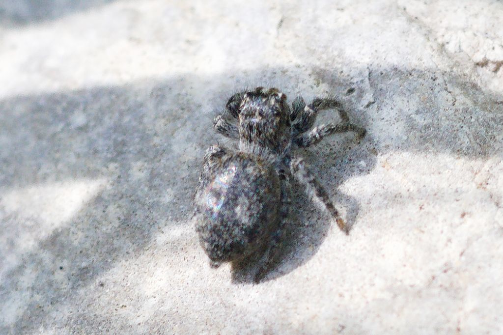 Salticidae: cfr. Philaeus chrysops
